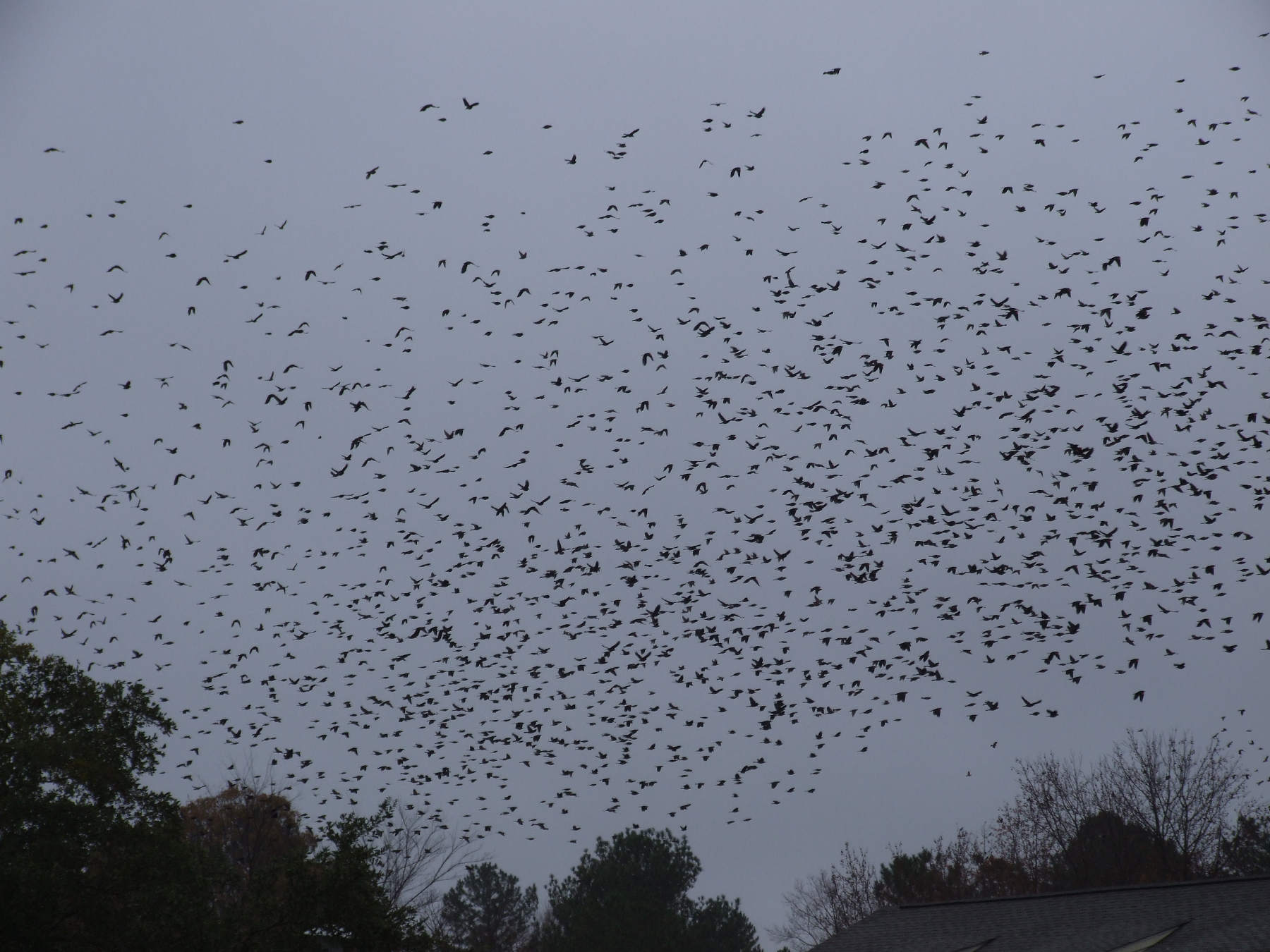 The endemic flock of starlings. Count them.