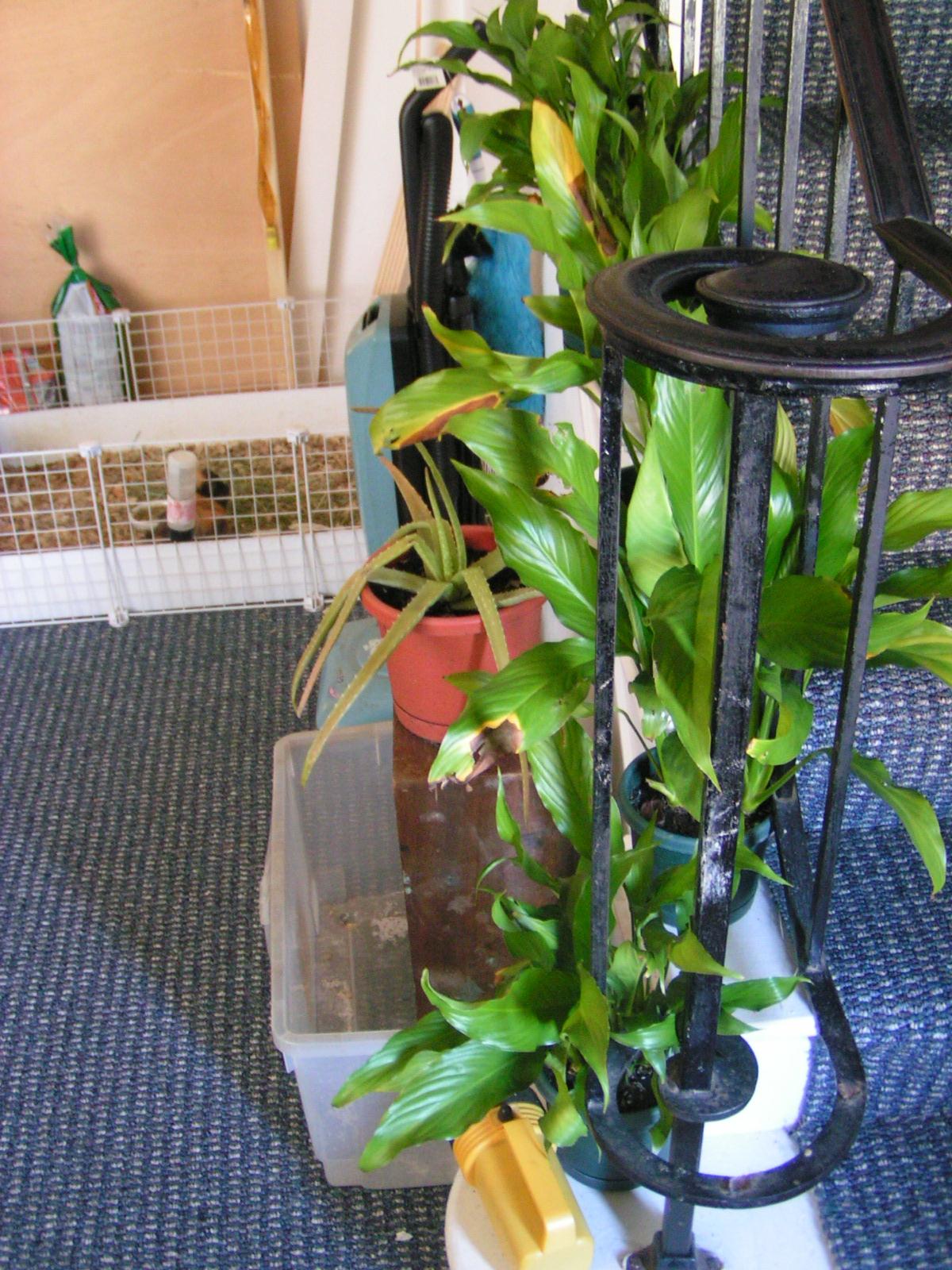 ово још није ништа, порашће још охохо